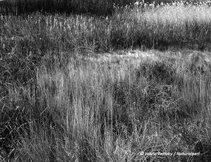 Bosque_grass and reeds_bw_DM_NatwebC.jpg